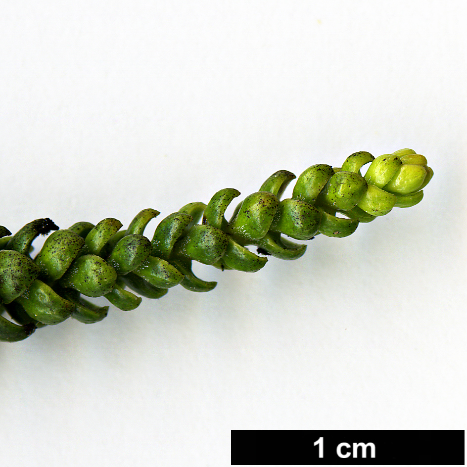 High resolution image: Family: Araucariaceae - Genus: Araucaria - Taxon: bernieri